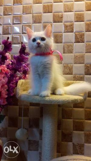Beautiful fur ball persian kittens available
