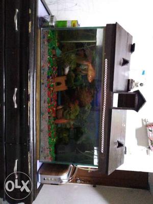 Beautiful running and maintained aquarium with