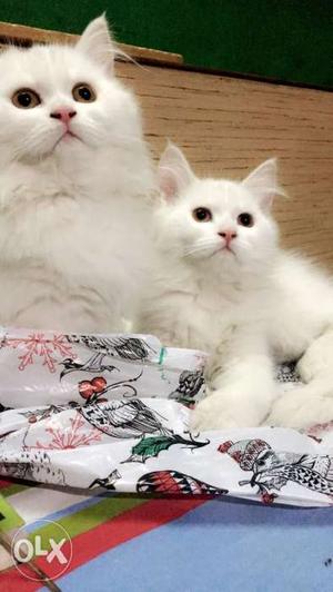 Best kitten Persian