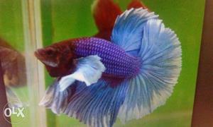 Betta fish for sale dumbo halfmoon female also