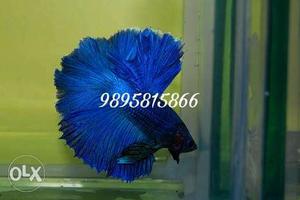 Betta fullmoon