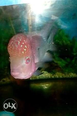 Big Magma flowerhorn