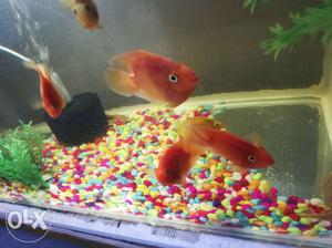 Big red and yellow fish pair 650
