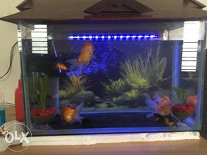 Big size gold fish and tank all sets