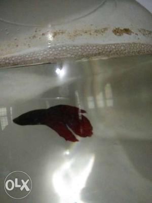 Black And Red Guppy Fish]