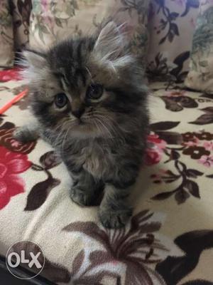 Black and cream colour persian kitten male, one and half