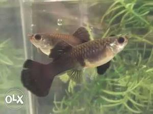 Black female guppies per piece 50 rs