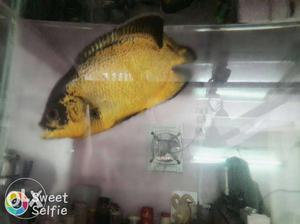 Black oscar fish 6inch. any one intrested plz
