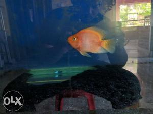 Blood redparrot fish and imported copper oscar