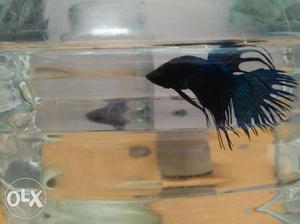 Blue crowntail betta fish