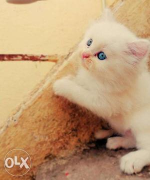 Blue eyes persian kittens each