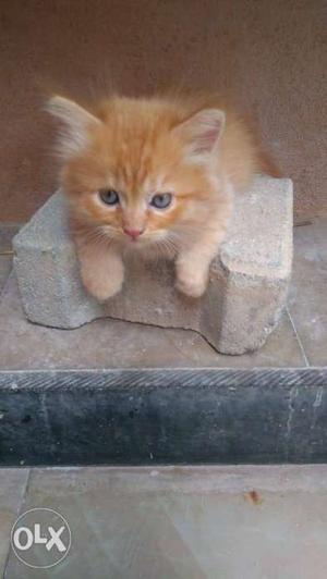 Brown Persian male kitten..heavy bone