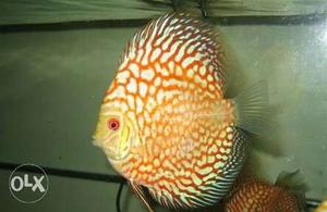 Checkerboard 2 inch Discus fish for sell