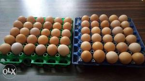 Chicken Egg Lot