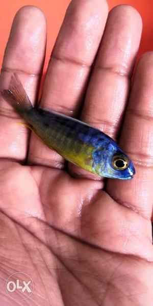 Cichlids available starting from Rs. 60