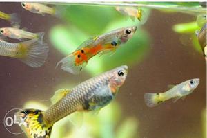 Coloured Guppy fish.Price rs-15 rupess only/ fish