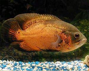 Copper oscar Fish