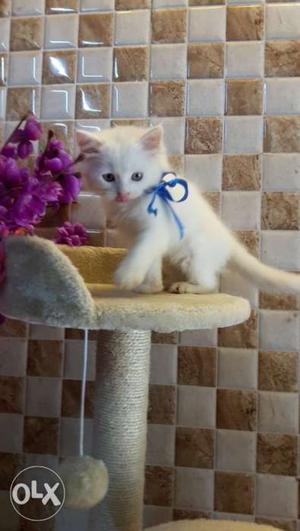 Cute little persian kittens available
