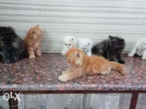 Cute punch face Persian cat kitten sale