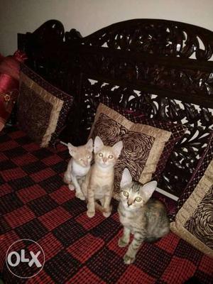 Cuties up for free adoption... kindly contact