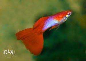 Different types of molly and guppy and gourami,