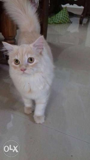 Doll face male kitten 4 month age message me