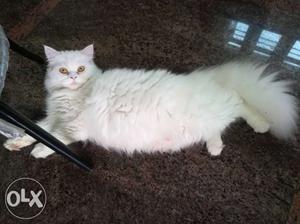 Double fur Female 6 months old percian cat