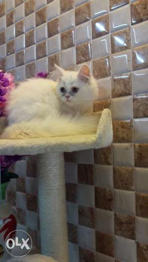 Exotic persian cats available