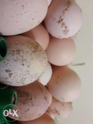 Farm fresh egg. egg for rs 6 only