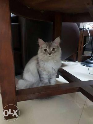 Female Doll-face Persian available for mating.