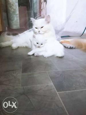 Female cat with her kitten (female)