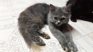 Female persian kitten 4months old