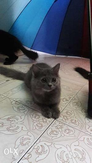 Female persian kitten, 4months old, dark grey in
