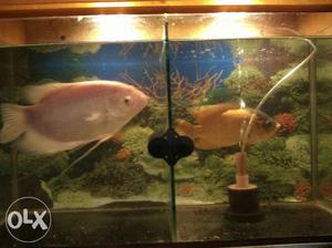 Fish Oscar 8 inch and giant gourami 10 inch with