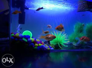 Fish Tank is new and in a good condition. 2kg