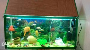 Fish aquarium tank