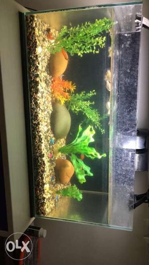 Fish tank with gold and white fishes including