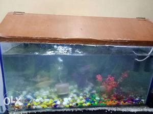 Fishs tank, fishes, filter, and plant