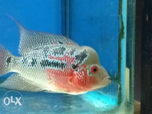 Flower horn fish with lovely looks awesome colours