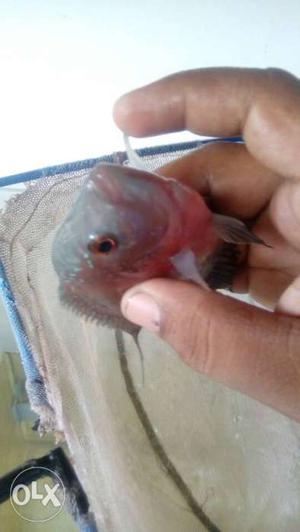 Flowerhorn Fish 3 inches