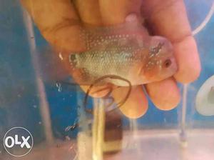 Flowerhorn Imported fish directly from Thailand