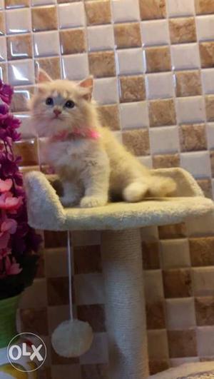 Flurry fur ball persian kittens available