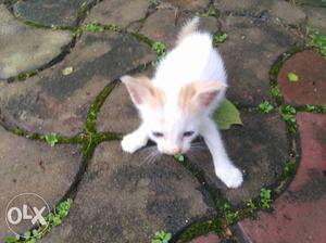 Free kittens Orange-and-white And One Black-and-white
