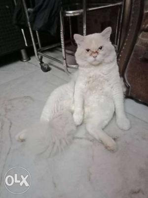 Full White Persian Male Cat