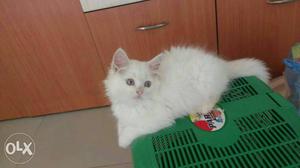 Full white toilet trained 2 months old male 1 kg royal canin
