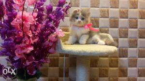 Fur ball persian kittens available