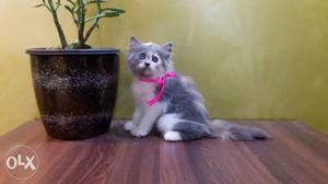 Furry grey and white persian kitten available