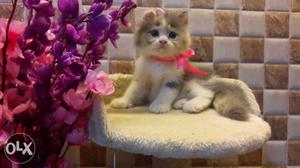 Furry persian cats available