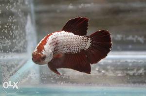 Gaint betta fish available red dragon for 350 only