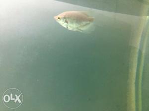 Giant gourami baby